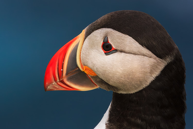  Fratercula arctica